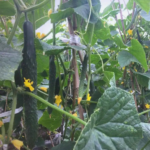 ‘Green Dragon F1 · 188’ Cucumber Seeds, 20g