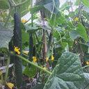 ‘Green Dragon F1 · 188’ Cucumber Seeds, 20g