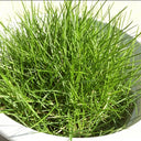 Purple Sheep Fescue Seeds, 50 Grams ≈ 60000 Seeds