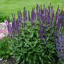 Hezhichun Woodland Sage Seeds, 1g