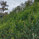 Sunn Hemp, 2000 Seeds