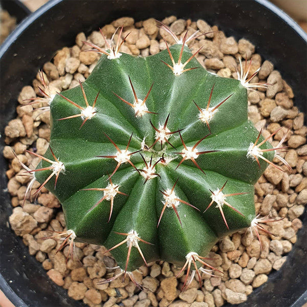 Melocactus caesius, 4cm