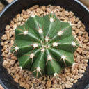 Melocactus caesius, 4cm