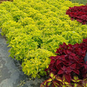 Garden Coleus Mixed Seeds, 200 Seeds