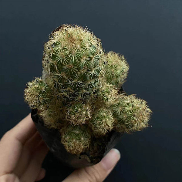 Mammillaria gracilis, 5-7cm
