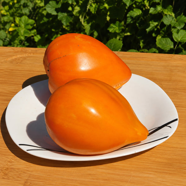 569 Orange Heart from Angelina Tomato, 5 Seeds