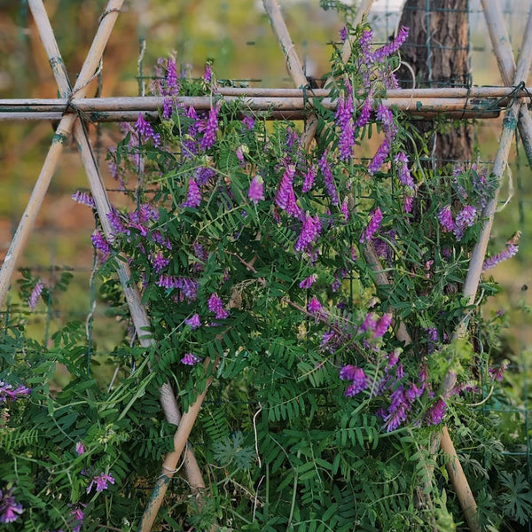 Long-haired Vetch, 500 Seeds