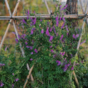 Long-haired Vetch, 500 Seeds