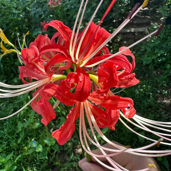 Hubei Lycoris, 1 Bulb