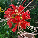Hubei Lycoris, 1 Bulb