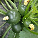 Shengfeng Dark Jade Zucchini Seeds, 10g