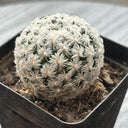 Mammillaria duwei, 3-4cm