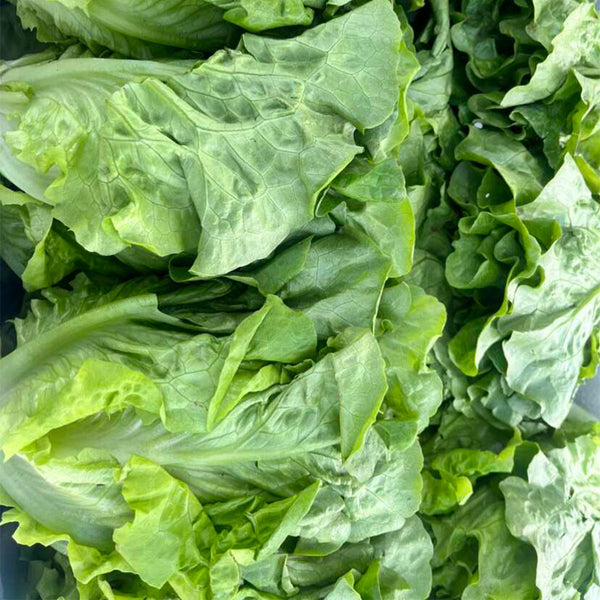 'Lvmei' Italian Leaf Lettuce Seeds, 10g