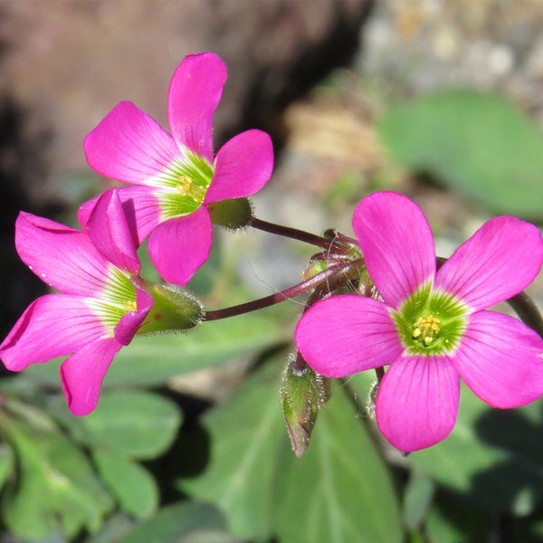 Oxalis lasiandra, 10 Bulbs