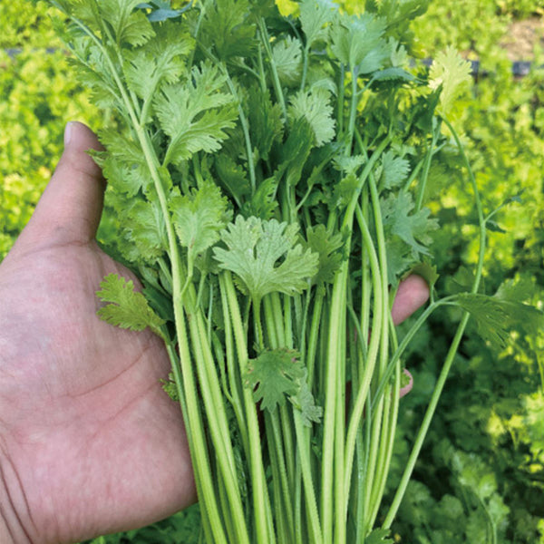 Heat-Tolerant Cilantro Seeds, 20g