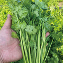 Heat-Tolerant Cilantro Seeds, 20g