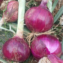 Royal Amethyst' Purple Onion Seeds, 5g
