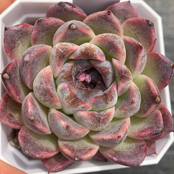 Echeveria cv. 'Purple Fairy'‌, 3pcs x 1-head