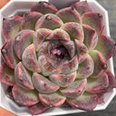 Echeveria cv. 'Purple Fairy'‌, 3pcs x 1-head