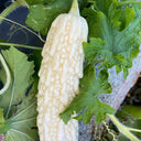 Pearl White Bitter Melon Seeds, 10 Seeds
