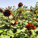 Hongyun Sunflower, 100 Seeds