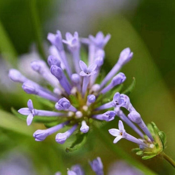Blue Woodruff Seeds, 200 Seeds