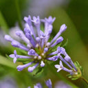 Blue Woodruff Seeds, 200 Seeds