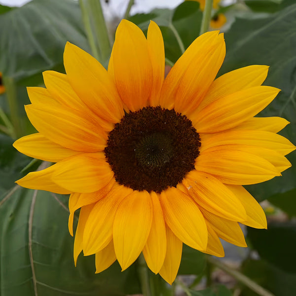 Copper Queen Sunflower, 10 Seeds