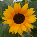 Copper Queen Sunflower, 10 Seeds