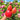 189 Winnie the Pooh Tomato, 5 Seeds