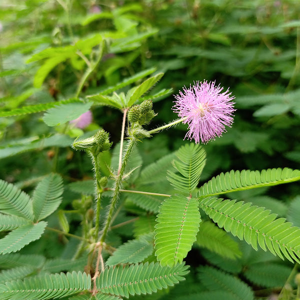 Sensitive Plant (Mimosa pudica L.) Seeds, 100 Seeds