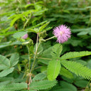 Sensitive Plant (Mimosa pudica L.) Seeds, 100 Seeds