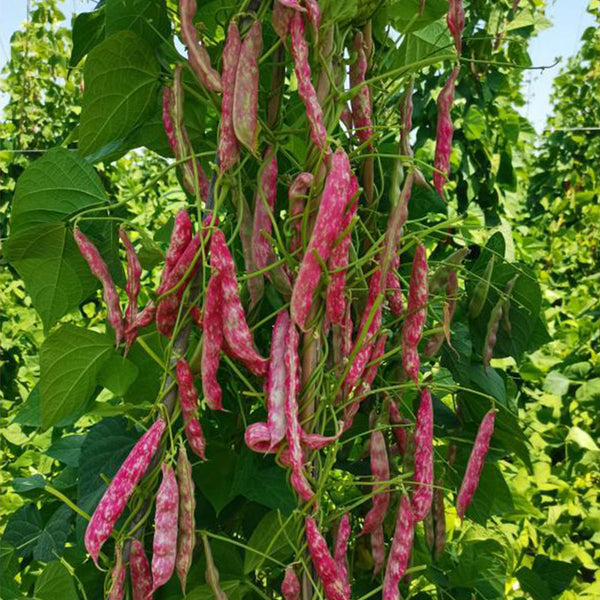 Sparrow Egg Cranberry Bean Seeds, 50g