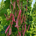 Sparrow Egg Cranberry Bean Seeds, 50g