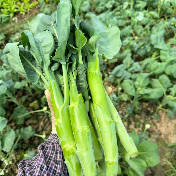 'Jiemei Thick Stem' Chinese Kale Seeds, 20g
