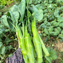 'Jiemei Thick Stem' Chinese Kale Seeds, 20g