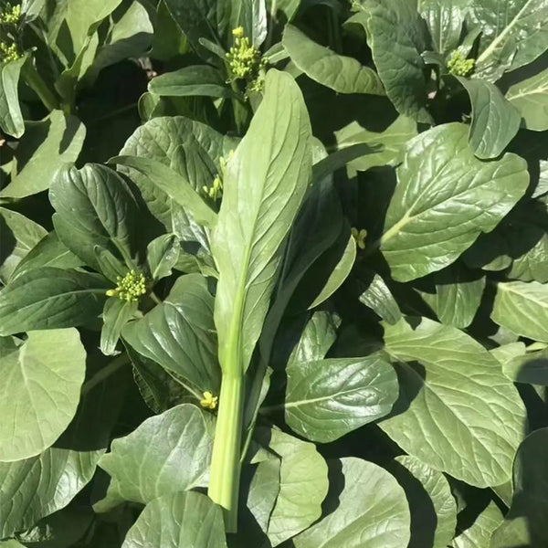 'Sijiu' No-Fiber Pointed-Leaf Choy Sum