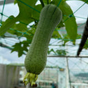 Yucui No.2 Large-Fleshed Luffa Seeds, 10g