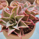 Echeveria cv. 'Dumpling Wrapper', 3pcs x 1-head