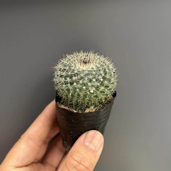 Mammillaria hahniana, 3-4cm