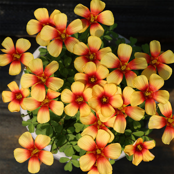 Oxalis obtusa Series Bulb - 'Desert Heart', 1 Bulb