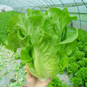 Emerald Crisp' Lettuce Seeds, 10g