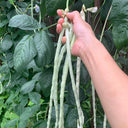 'Jiemei' Glossy White Long Bean Seeds, 20g