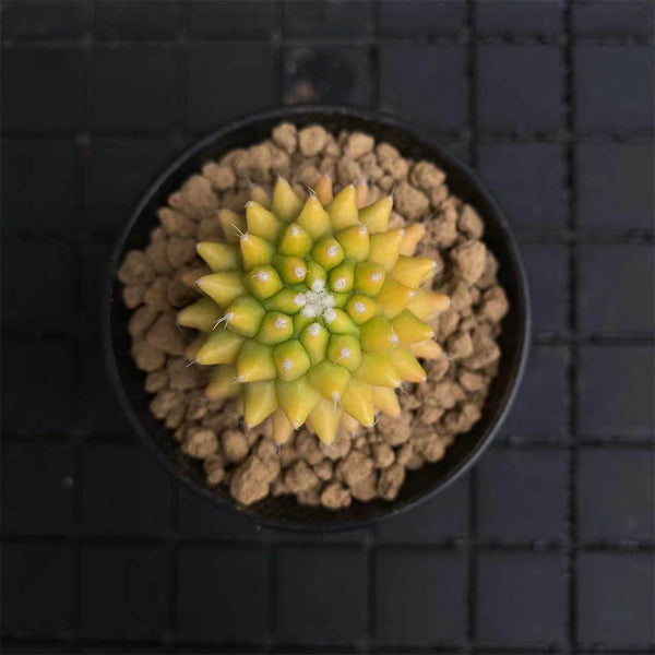 Variegated Mammillaria Live Cactus
