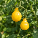 24 Yellow Submarine Tomato, 5 Seeds