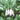 'Xinxuan 13-6' Early-Maturing Radish Seeds, 20g