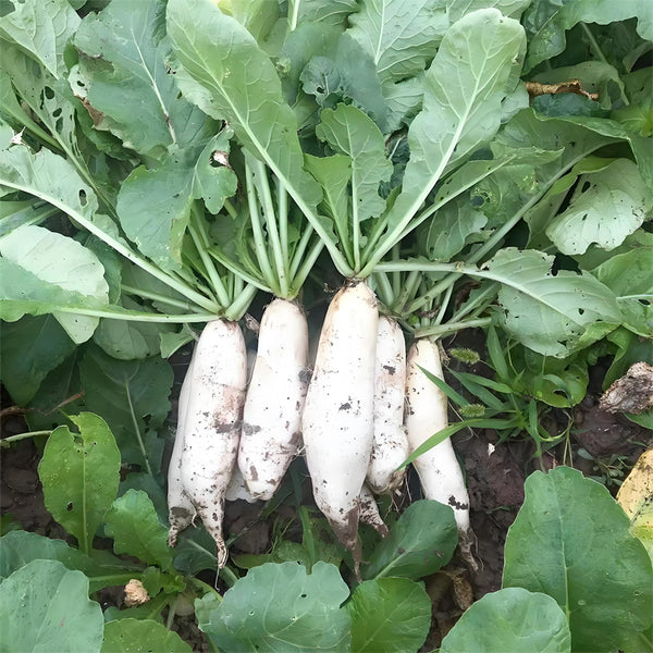 'Xinxuan 13-6' Early-Maturing Radish Seeds, 20g