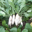 'Xinxuan 13-6' Early-Maturing Radish Seeds, 20g