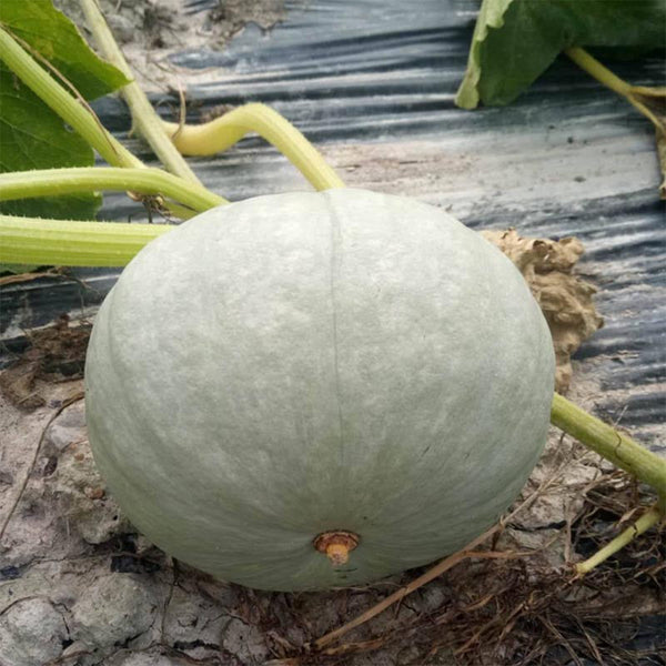 Silver Chestnut Pumpkin Seeds, 10 Seeds