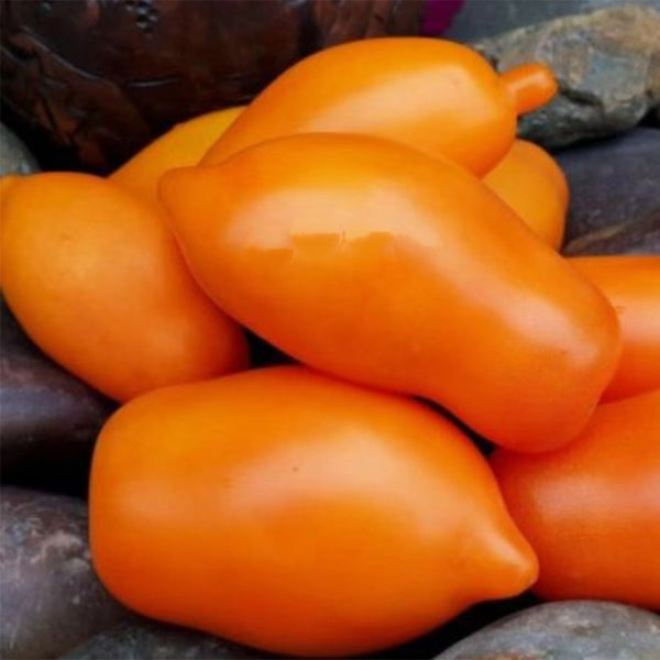 917 Mango Jazz Tomato, 5 Seeds